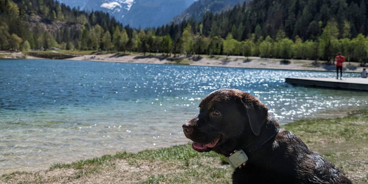 Chien en Slovénie