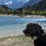 Partir en Slovénie avec son chien