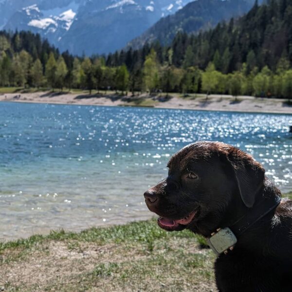 Chien en Slovénie