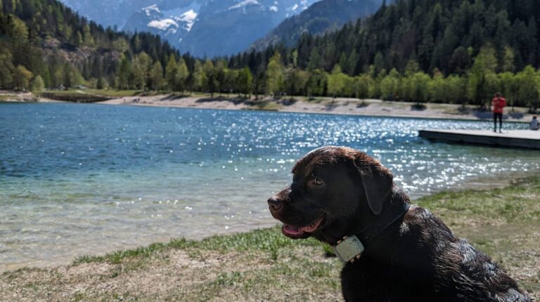 Chien en Slovénie