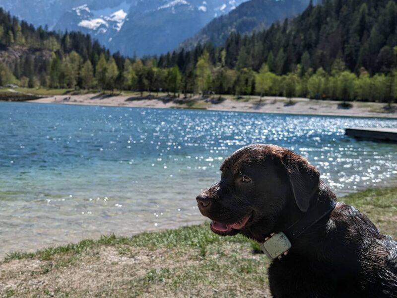 Chien en Slovénie
