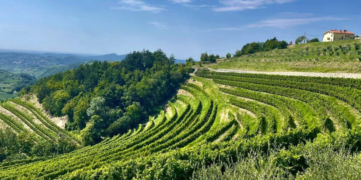 Vignoble à Brda, Slovénie