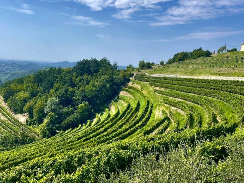 Vignoble à Brda, Slovénie