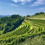 Vacances œnologiques en Slovénie