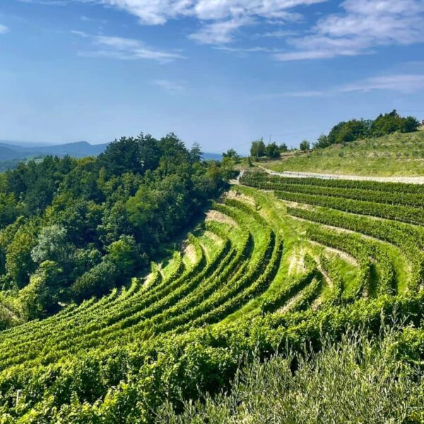 Vignoble à Brda, Slovénie